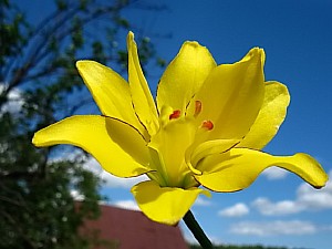 фото каталог лилии Рязанская область 