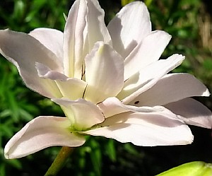 лилия белая 