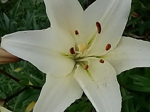 лилия потрясающая 