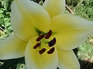 шарообразная лилия фото