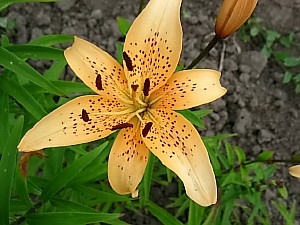 лилия цветок сорта 