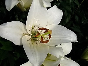 лилия кемерово 