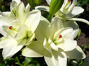 видовые лилии фото 
