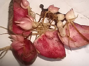 луковицы лучшей лилии выписать 