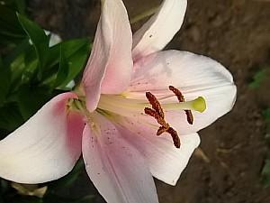 лилия флора плена фото