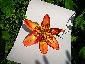 низкорослые лилии фото