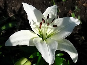 бордюрные белые цветы