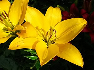 многолетние садовые цветы желтого цвета