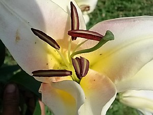 фото цветов лилий 