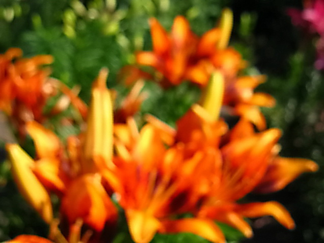 шаровидные лилии фото 