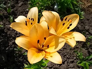 цветок белая лилия 