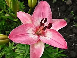 лилии тюльпаны