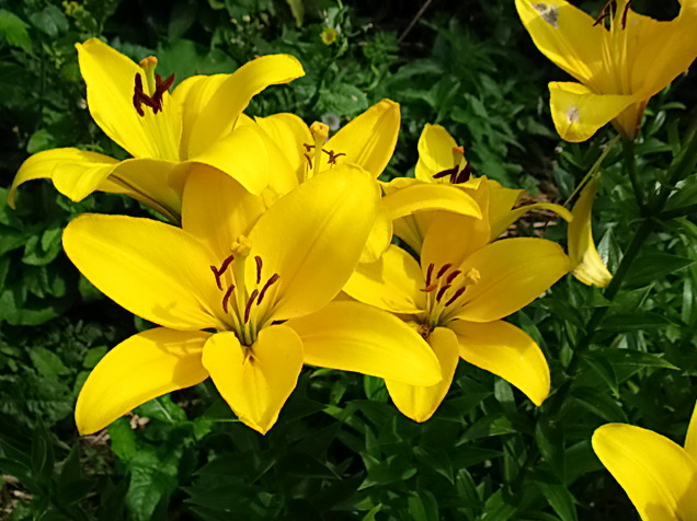 лилия садовая с фотографией