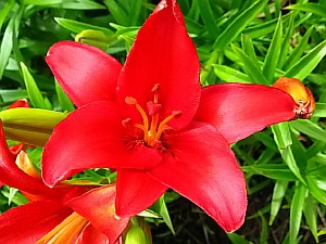 цветок амазонская лилия фото