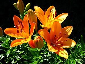 фото дачных цветов с названиями